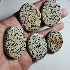 تصویر پک ۵ عدد دالمیشن جاسپر 