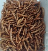 تصویر فرمون جذبی حشرات و جوندگان میلوریم 