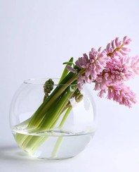 تصویر تنگ توپی پاشاباغچه Botanica 