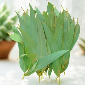 تصویر برگ اکالیپتوس خشک 