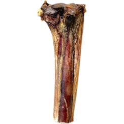 تصویر نیم‌قلم ساده شترمرغ 