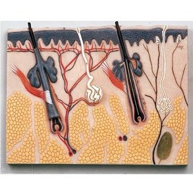 تصویر مدل پوست پلاستیکی 