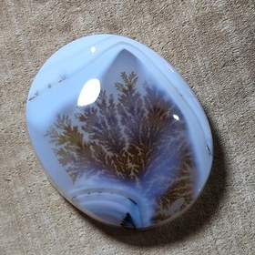 تصویر شجر قائن قواره دار. 