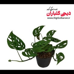 تصویر گیاه آپارتمانی پتوس حصیری 