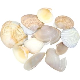 تصویر صدف کد 1170157 