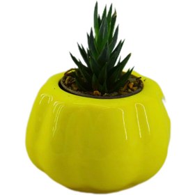 تصویر کاکتوس هاورتیا 