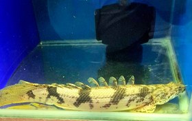 تصویر پلی اندیچری ۳۰سانت 