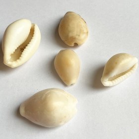 تصویر صدف طبیعی 5 عددی shell 3019 