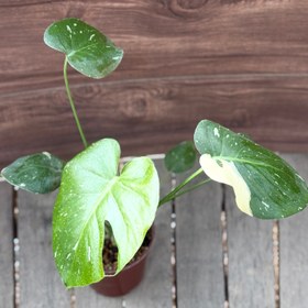 تصویر مانسترا تای کانسلیشن Monstera thai constellation