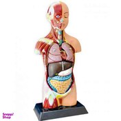 تصویر بازی آموزشی مدل آناتومی نیم تنه بدن انسان 