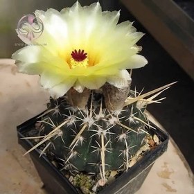 تصویر بذر نوتو تیغ استخوانی 10 عددی 