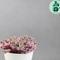 تصویر برگ بیدی کالیسیا 