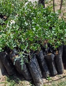 تصویر نهال پسته اردکان - رشد بسیار خوبی دارد Pistachio seedlings, from "Ardakan" cultivar