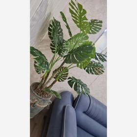 تصویر درختچه برگ انجیری 