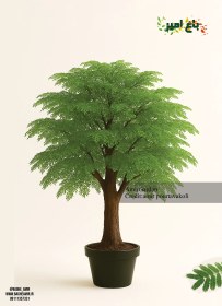 تصویر درختچه اقاقیا 