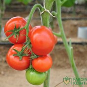 تصویر بذر گوجه فرنگی آرمان گلخانه ای داربستی هیبرید فوق پربار دانژه بسته 5 عددی 