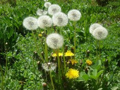 تصویر بذر قاصدک Taraxacum montanum 