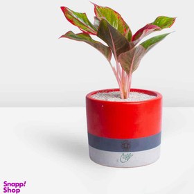 تصویر آگلونما قرمز در گلدان بتنی 