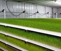 تصویر تولید علوفه هیدروپونیک، جوانه و سبزیجات 