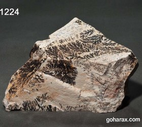 تصویر سنگ فسیل شجر دندریت 