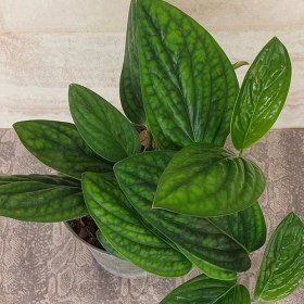 تصویر پتوس چرمی 