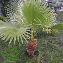 تصویر پالم واشنگتن 