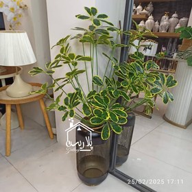 تصویر درختچه شفلرا 16178 