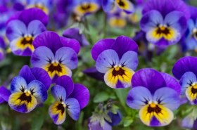 تصویر گل بنفشه گلدانی 