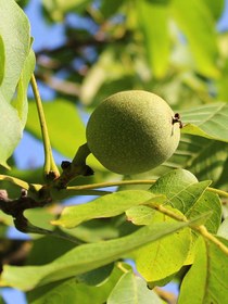 تصویر نهال گردو 