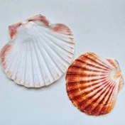 تصویر صدف برگی 