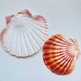 تصویر صدف برگی 