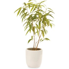 تصویر آمستل 