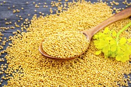 تصویر تخم خردل - 75گرم ا mustard seeds mustard seeds