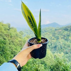 تصویر سانسوریا گلدفلیم ریشه بخت کیفیت مطابق تصویر Sansevieria