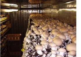 تصویر کتاب پرورش قارچ در منزل از صفر تا صد جامع ۱۴۰۴ 