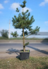 تصویر کاج پینوس موگو 