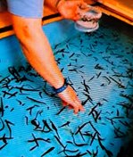 تصویر زالو Leech