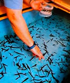 تصویر زالو Leech