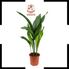 تصویر برگ عبایی Aspidistra elatior