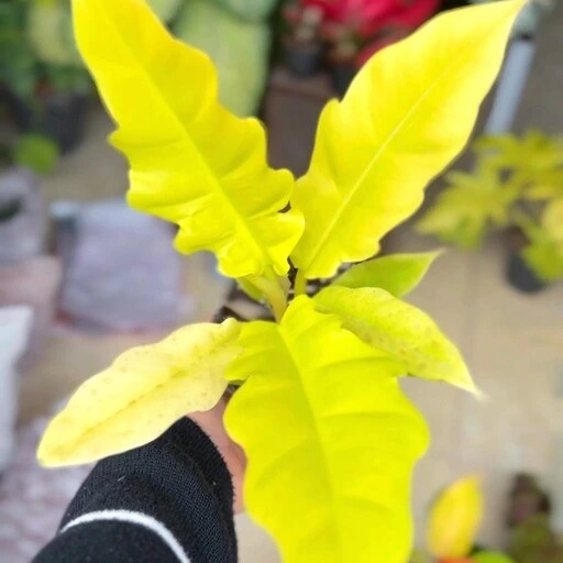 خرید و قیمت گیاه فوق لاکچری فیلودندرون جانگل بوگی هزینه ارسال بصورت پس ...