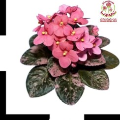 تصویر بنفشه آفریقایی pink | تحویل سالم و سرسبز، رضایت مشتریان تضمین‌ شده 