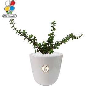 تصویر گیاه طبیعی خرفه زینتی (کراسولا) متوسط گلباران 