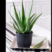 تصویر آلوئه ورا خوراکی 