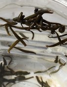 تصویر زالو طبی سایز متوسط ، گیرایی بالا پک 50 عددی 