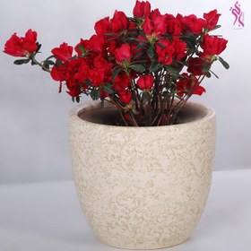 تصویر گلدان گل آزالیا (گیاه زینتی) 