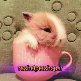 تصویر خرگوش مینیاتوری ( فنجونی ) Miniature rabbit (a cop)