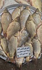 تصویر ماهی کپور شمال 5 کیلویی 