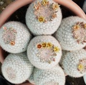 تصویر بذر مامیلاریا کاندیدا ده عدد 