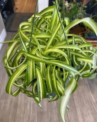 تصویر خرید گیاه گندمی برای فضای سبز تراس و بالکن 