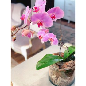 تصویر گیاه طبیعی ارکیده صورتی گل گیفت کد GP009 